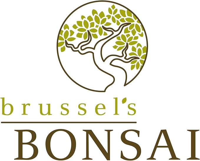 Brussel's Bonsai Live Ginseng Grafted Ficus Bonsai Tree Kit - Small Indoor Bonsai Ficus Tree - Bonsai Kit with Ceramic Bonsai Pot and Bonsai Soil